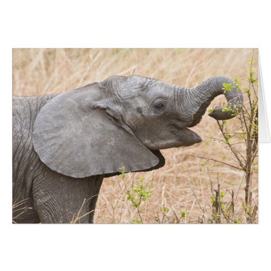 Africa. Tanzania. Young Elephant at Tarangire (Front Horizontal)