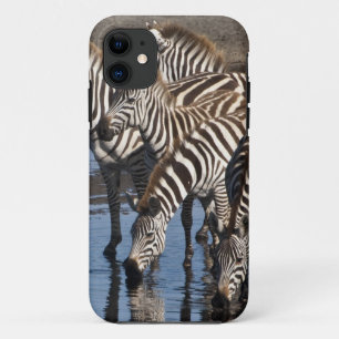 Africa. Tanzania. Zebras drinking at Ndutu iPhone 11 Case