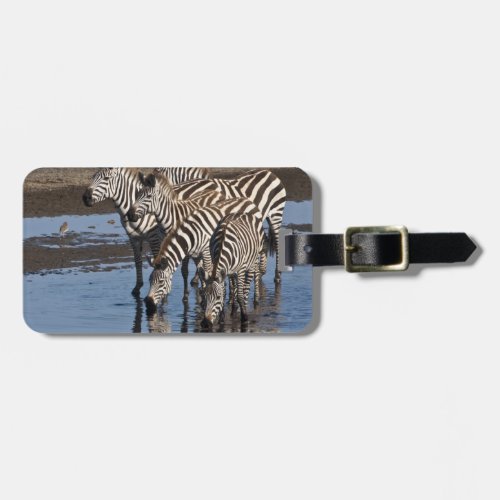 Africa Tanzania Zebras drinking at Ndutu in Luggage Tag