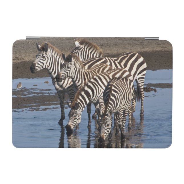 Africa. Tanzania. Zebras drinking at Ndutu iPad Mini Cover (Horizontal)