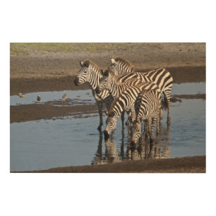 Africa. Tanzania. Zebras drinking at Ndutu Wood Wall Art