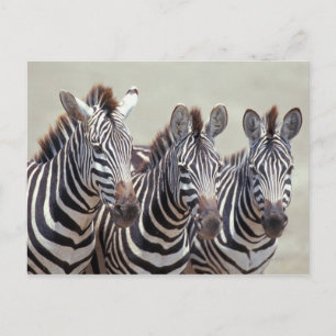 Africa, Tanzania, zebras Postcard