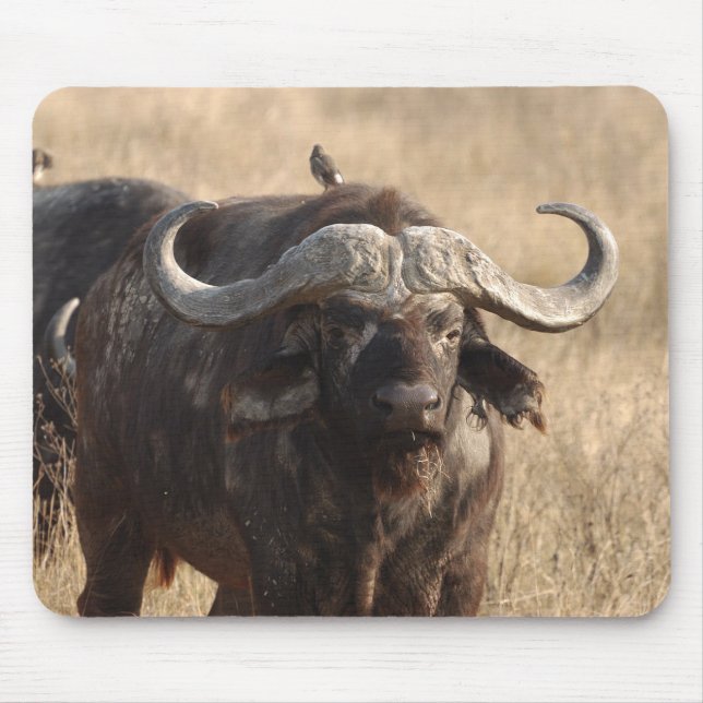 Africa - The ox with large horn Mouse Pad (Front)
