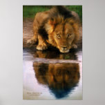 Africa - Thirst For Life Art Poster/Print Poster