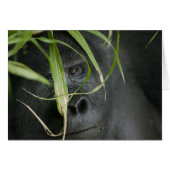 Africa, Uganda, Bwindi (Front Horizontal)
