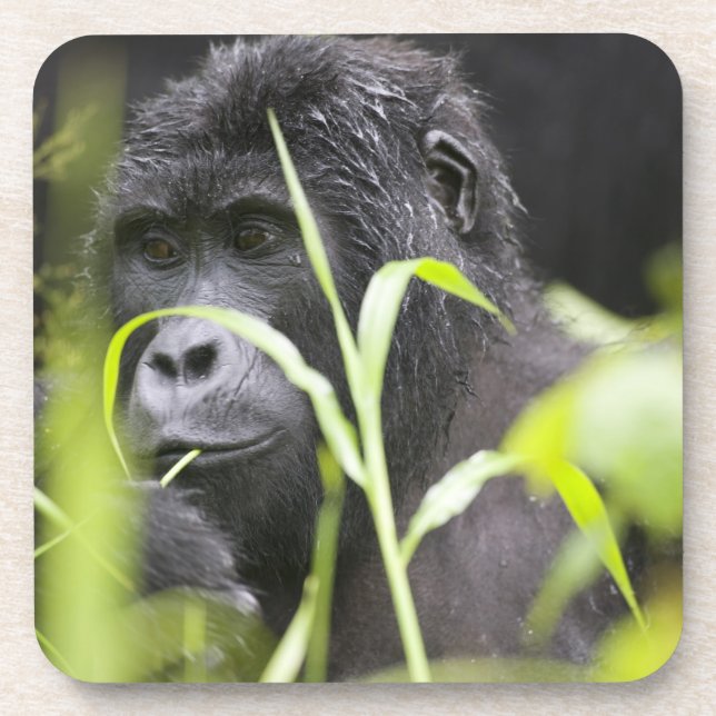 Africa Uganda, Bwindi Beverage Coaster (Front)