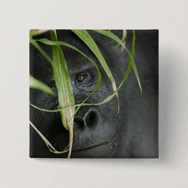 Africa, Uganda, Bwindi Button (Front)