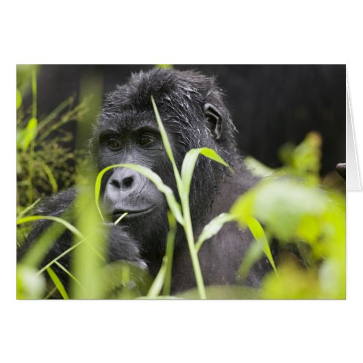 Africa Uganda, Bwindi Cards (Front Horizontal)