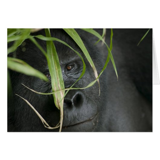 Africa, Uganda, Bwindi Cards (Front Horizontal)