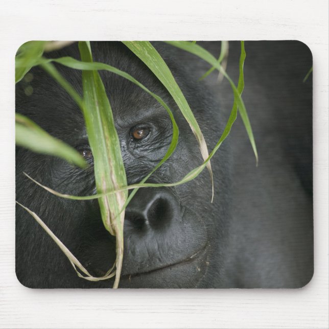 Africa, Uganda, Bwindi Mouse Pad (Front)