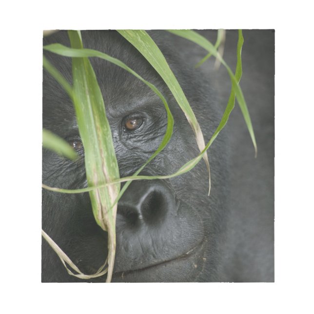 Africa, Uganda, Bwindi Notepad (Front)