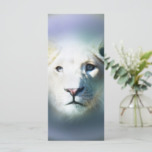 Africa White Lion Blue Eyes (Standing Front)