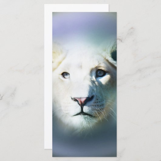 Africa White Lion Blue Eyes (Front/Back)