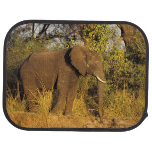 Africa, Zimbabwe, Victoria Falls National Park. Car Floor Mat