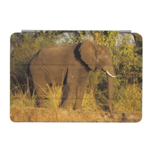 Africa, Zimbabwe, Victoria Falls National Park. iPad Mini Cover