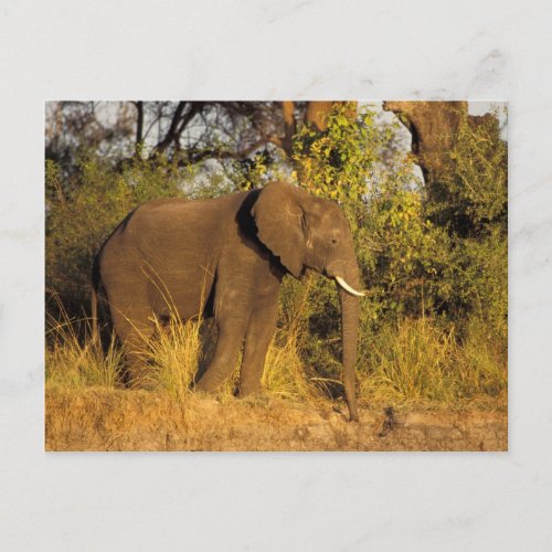 Africa Zimbabwe Victoria Falls National Park Postcard