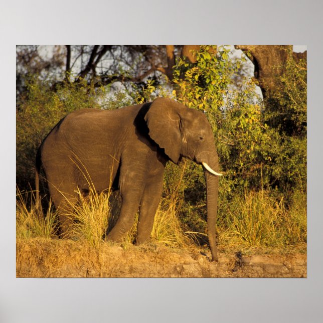 Africa, Zimbabwe, Victoria Falls National Park. Poster (Front)