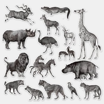 African Animal Vintage Illustrations Sticker by CreativeClutter at Zazzle