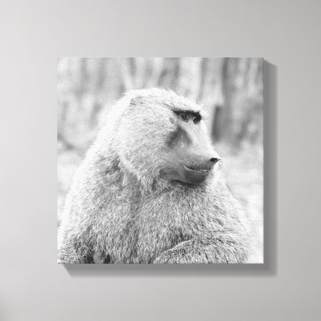 African baboon canvas print (Front)