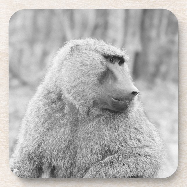 African baboon coaster (Front)
