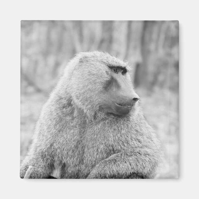 African baboon magnet (Front)