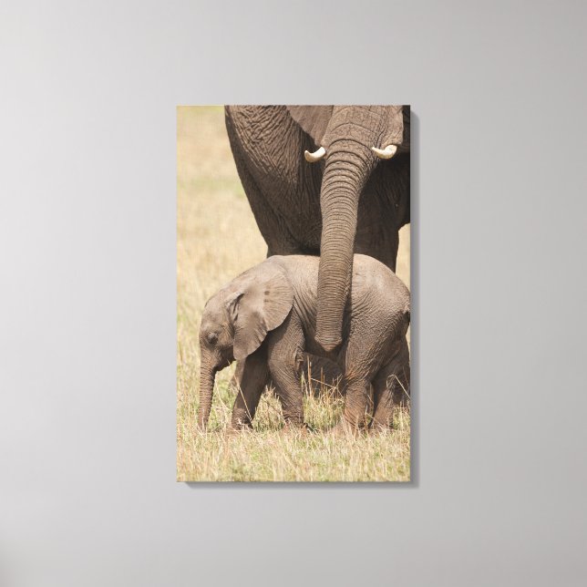 African Baby Elephant with Mother Canvas Print (Front)