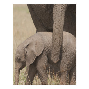 African Baby Elephant with Mother Faux Canvas Print
