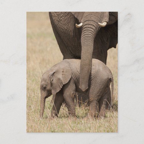 African Baby Elephant with Mother Postcard