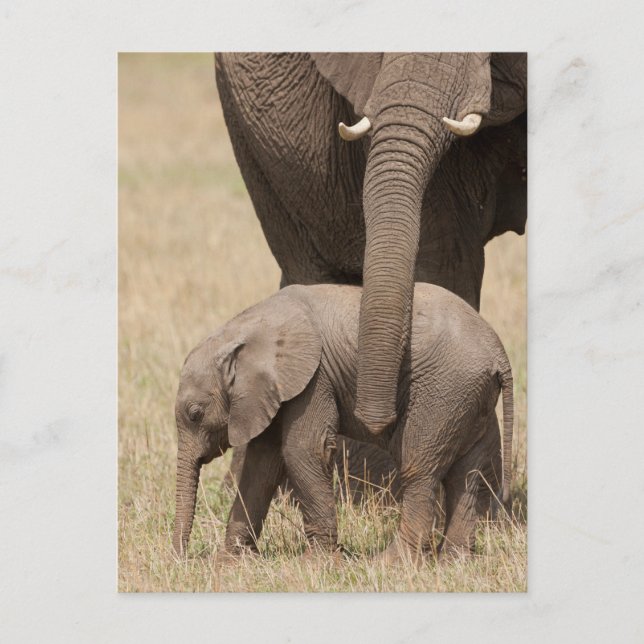 African Baby Elephant with Mother Postcard (Front)