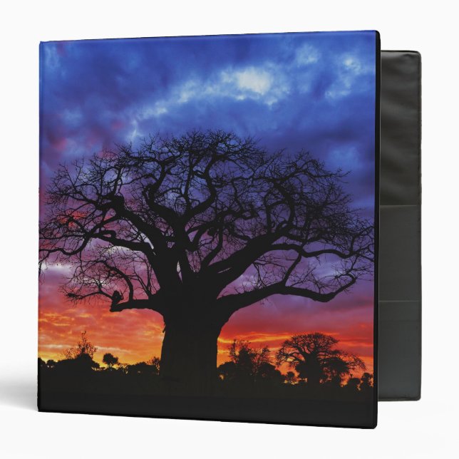 African baobab tree, Adansonia digitata, 2 3 Ring Binder (Front/Inside)