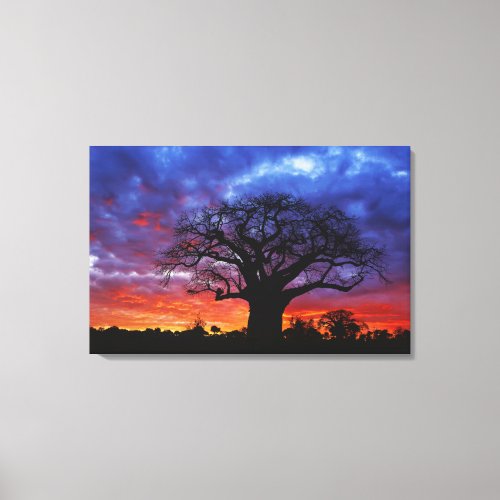 African baobab tree Adansonia digitata 2 Canvas Print