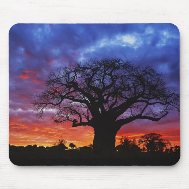 African baobab tree, Adansonia digitata, 2 Mouse Pad (Front)