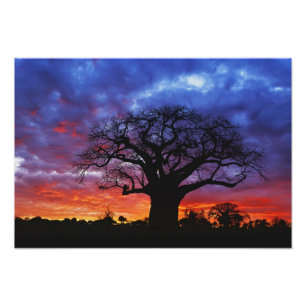 African baobab tree, Adansonia digitata, 2 Photo Print