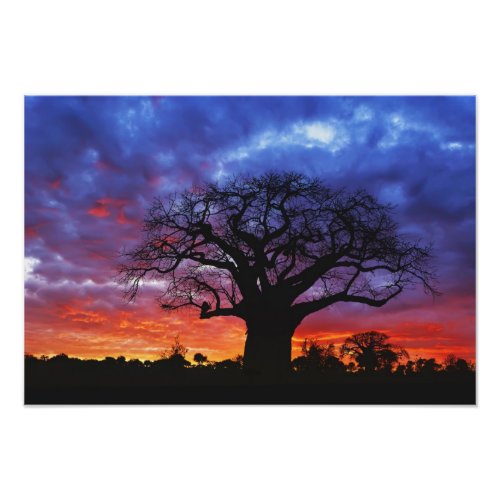 African baobab tree Adansonia digitata 2 Photo Print