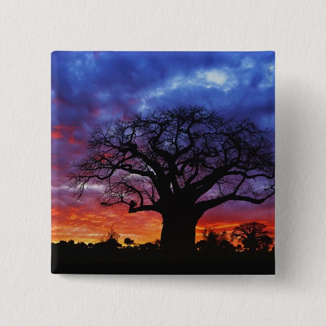 African baobab tree, Adansonia digitata, 2 Pinback Button (Front)