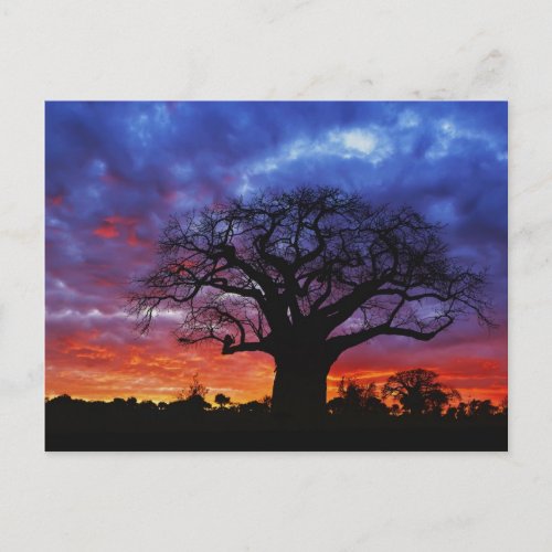 African baobab tree Adansonia digitata 2 Postcard