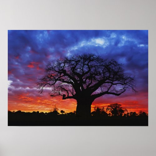 African baobab tree Adansonia digitata 2 Poster