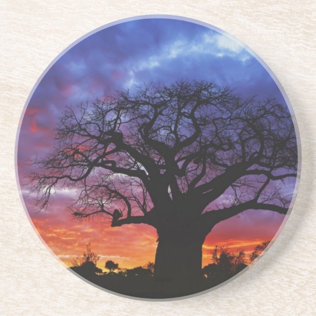 African baobab tree, Adansonia digitata, 2 Sandstone Coaster (Front)