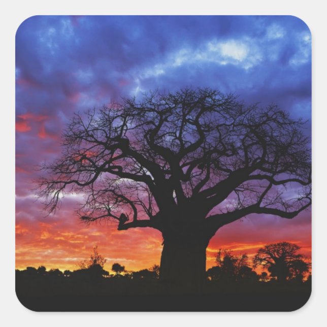 African baobab tree, Adansonia digitata, 2 Square Sticker (Front)