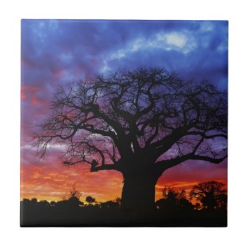 African Baobab Tree  Adansonia Digitata 2 Tile by OneWithNature at Zazzle