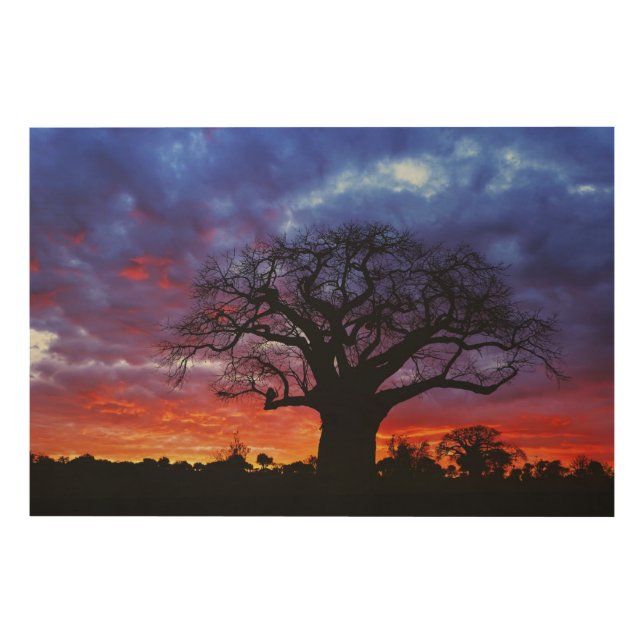 African baobab tree, Adansonia digitata, 2 Wood Wall Decor (Front)