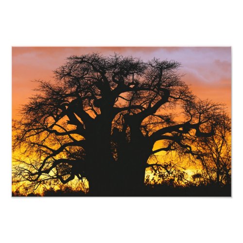African baobab tree Adansonia digitata Photo Print