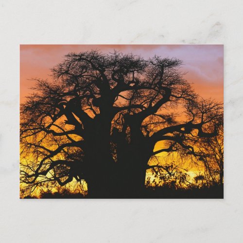 African baobab tree Adansonia digitata Postcard