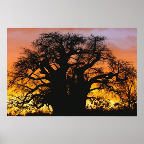 African baobab tree Adansonia digitata Poster