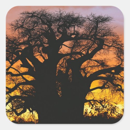 African baobab tree Adansonia digitata Square Sticker