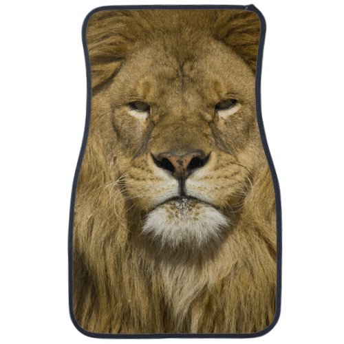 African Barbary Lion Panthera leo leo one of Car Mat