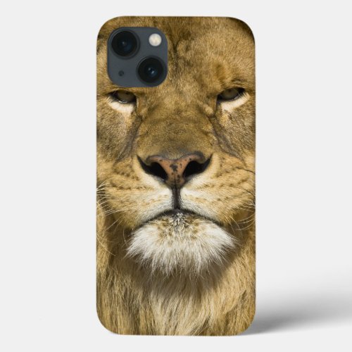 African Barbary Lion Panthera leo leo one of iPhone 13 Case
