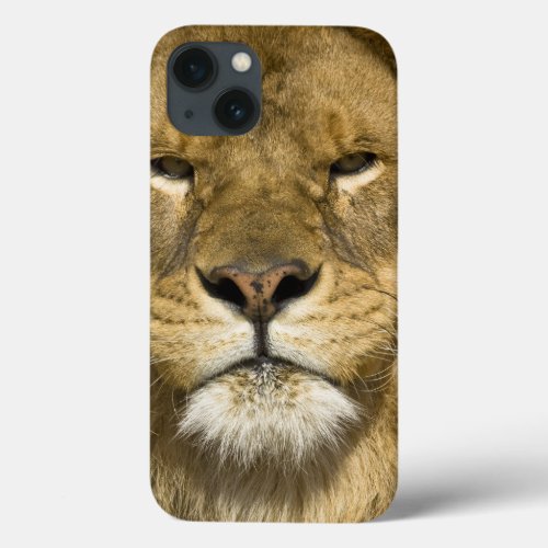 African Barbary Lion Panthera leo leo one of iPhone 13 Case