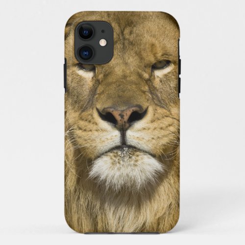 African Barbary Lion Panthera leo leo one of iPhone 11 Case