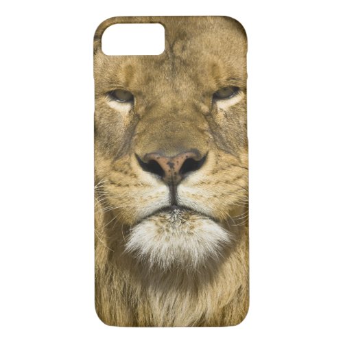 African Barbary Lion Panthera leo leo one of iPhone 87 Case